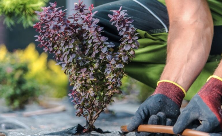 10 Best Landscape Fabrics To Beat The Worst Weeds in 2023