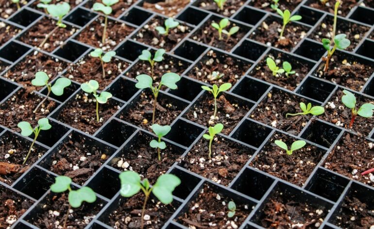 7 Best Potting Soil For Vegetables – Grow Better in 2023